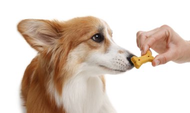 Lezzetli kemik şekilli köpek kurabiyesini beyaz arka planda Galli Corgi 'sine veren kadın.