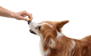 Lezzetli kemik şekilli köpek kurabiyesini beyaz arka planda Galli Corgi 'sine veren kadın.