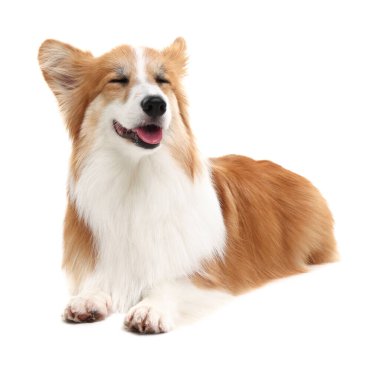 Beyaz arka planda sevimli Galli Corgi köpeği