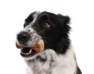 Beyaz arka planda lezzetli kemik şekilli köpek kurabiyeli Sınır Collie 'si