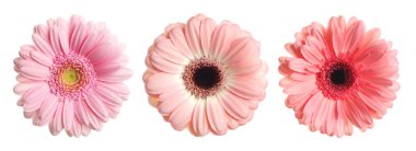 Bright gerbera flowers isolated on white, set