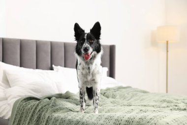 Evcil hayvan dostu otel. Yatakta tatlı bir köpek var.