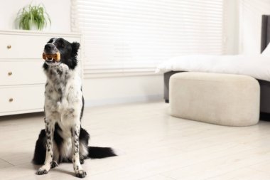 Border Collie with tasty bone shaped dog cookie on floor indoors, space for text