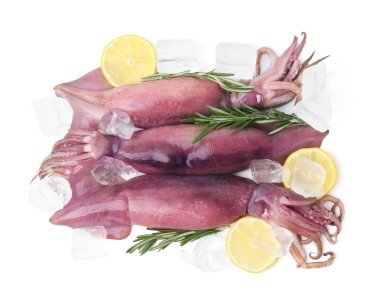 Raw squids, ice cubes, rosemary and lemon slices isolated on white, top view