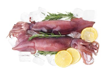 Raw squids, ice cubes, rosemary and lemon slices isolated on white, top view