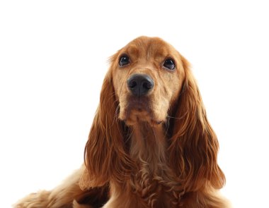 Beyaz arka planda sevimli İngiliz Cocker Spaniel köpeği