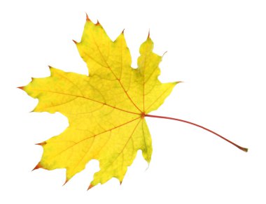 Bir akçaağaç yaprağı beyaza izole edilmiş. Sonbahar mevsimi