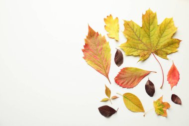 Beautiful autumn leaves on white background, flat lay. Space for text