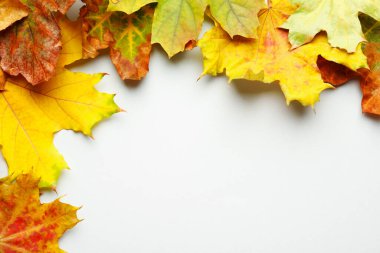 Beautiful autumn leaves on white background, flat lay. Space for text