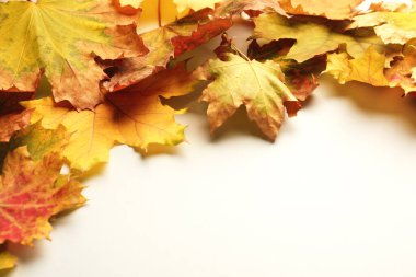 Beautiful autumn leaves on white background, closeup. Space for text