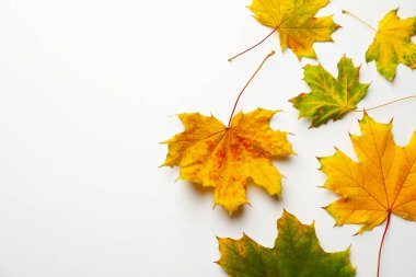 Beautiful autumn leaves on white background, flat lay. Space for text