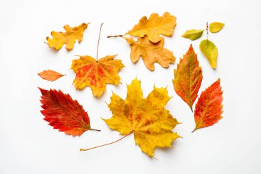Beautiful autumn leaves on white background, flat lay