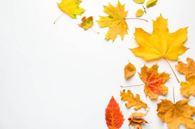 Beautiful autumn leaves on white background, flat lay. Space for text