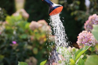 Bahçede konserve ile güzel çiçekleri sulamak, yakın plan