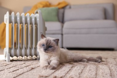 Adorable cat warming near electric heater on carpet at home