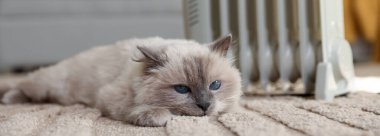 Adorable cat warming near electric heater on carpet at home, closeup
