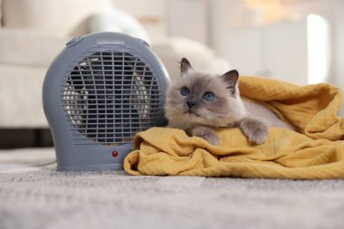 Evdeki halının üzerinde elektrikli pervane ısıtıcısının yanında battaniye ısıtan sevimli bir kedi.