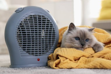 Evdeki halının üzerinde elektrikli pervane ısıtıcısının yanında battaniye ısıtan sevimli bir kedi.
