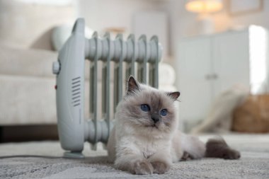 Adorable cat warming near electric heater on carpet at home, closeup