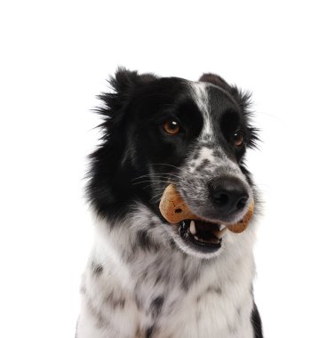Beyaz arka planda lezzetli kemik şekilli köpek kurabiyeli Sınır Collie 'si