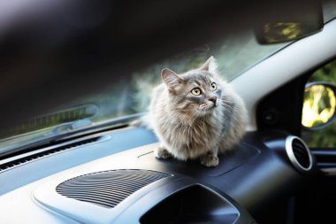 Cute cat near windshield window in car. Adorable pet