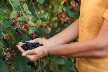 Bahçede olgun böğürtlenleri tutan yaşlı kadın, yakın plan.