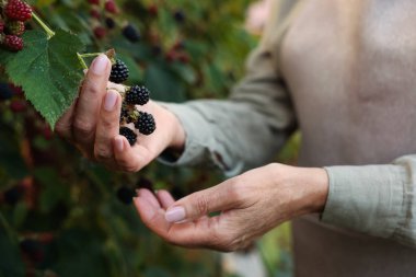 Bahçedeki çalılıklardan olgun böğürtlen toplayan yaşlı kadın, yakın plan.