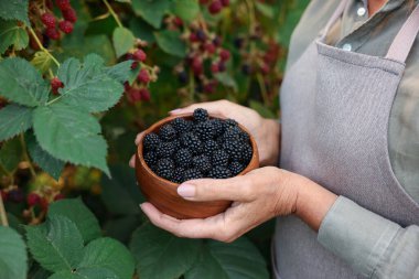 Bahçede olgun böğürtlen kasesi tutan yaşlı kadın, yakın plan.