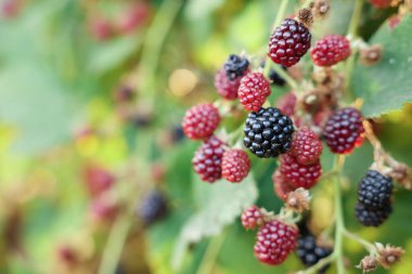 Bush with ripe and unripe blackberries in garden, closeup. Space for text