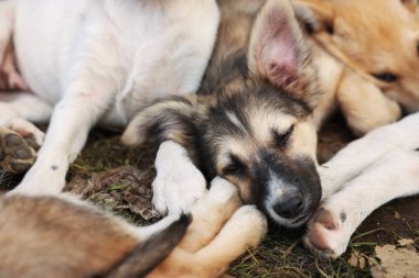 Cute stray dogs lying on ground outdoors, closeup. Homeless pet