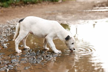Dışarıdaki su birikintisinden tatlı sokak köpeği içme suyu. Evsiz hayvan