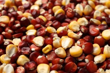 Kernels of red and yellow corn as background, closeup