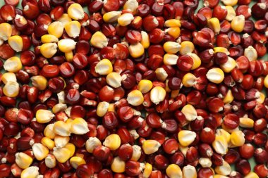 Kernels of red and yellow corn as background, top view