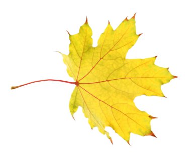 Bir akçaağaç yaprağı beyaza izole edilmiş. Sonbahar mevsimi