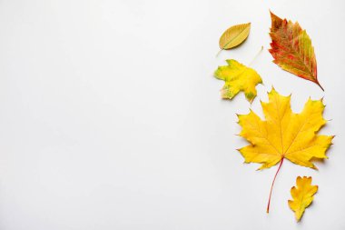 Beautiful autumn leaves on white background, flat lay. Space for text