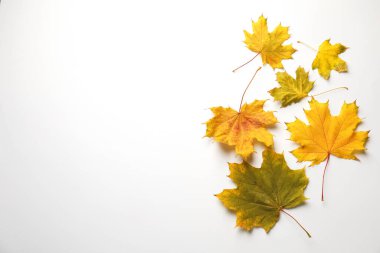 Beautiful autumn leaves on white background, flat lay. Space for text