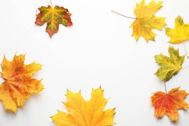 Beautiful autumn leaves on white background, flat lay. Space for text
