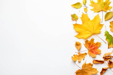 Beautiful autumn leaves on white background, flat lay. Space for text