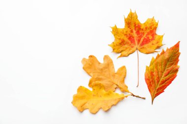Beautiful autumn leaves on white background, flat lay. Space for text