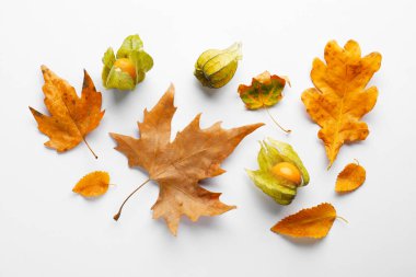 Beyaz arka planda kuru sonbahar yaprakları ve bitki örtüsü, düz bir zemin.