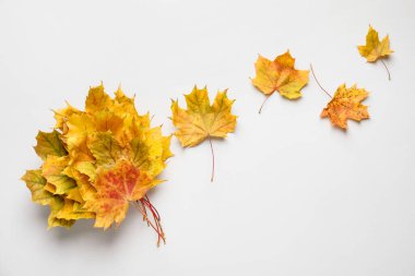 Dry autumn leaves on white background, flat lay