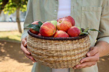 Taze elma ve yeşil yapraklarla dolu sepeti olan bir adam, yakın plan.
