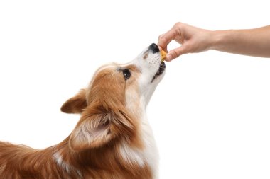 Lezzetli kemik şekilli köpek kurabiyesini beyaz arka planda Galli Corgi 'sine veren kadın.