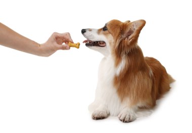 Lezzetli kemik şekilli köpek kurabiyesini beyaz arka planda Galli Corgi 'sine veren kadın.