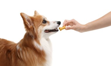 Lezzetli kemik şekilli köpek kurabiyesini beyaz arka planda Galli Corgi 'sine veren kadın.
