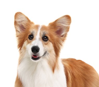 Beyaz arka planda sevimli Galli Corgi köpeğinin portresi