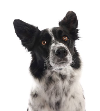 beyaz arka plan üzerinde sevimli sınır collie köpek