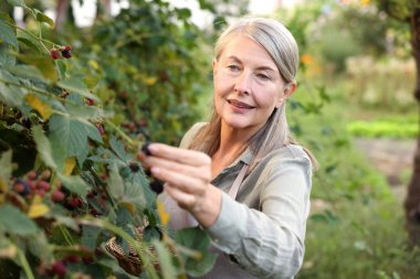 Bahçedeki çalılıklardan olgun böğürtlen toplayan yaşlı kadın.
