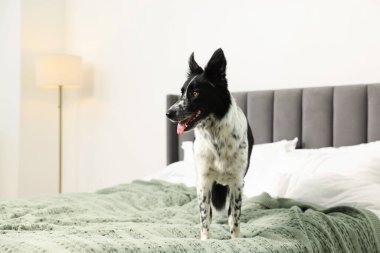 Evcil hayvan dostu otel. Yatakta sevimli bir köpek, mesaj için de yer var.