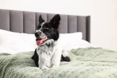 Evcil hayvan dostu otel. Yatakta sevimli bir köpek, mesaj için de yer var.